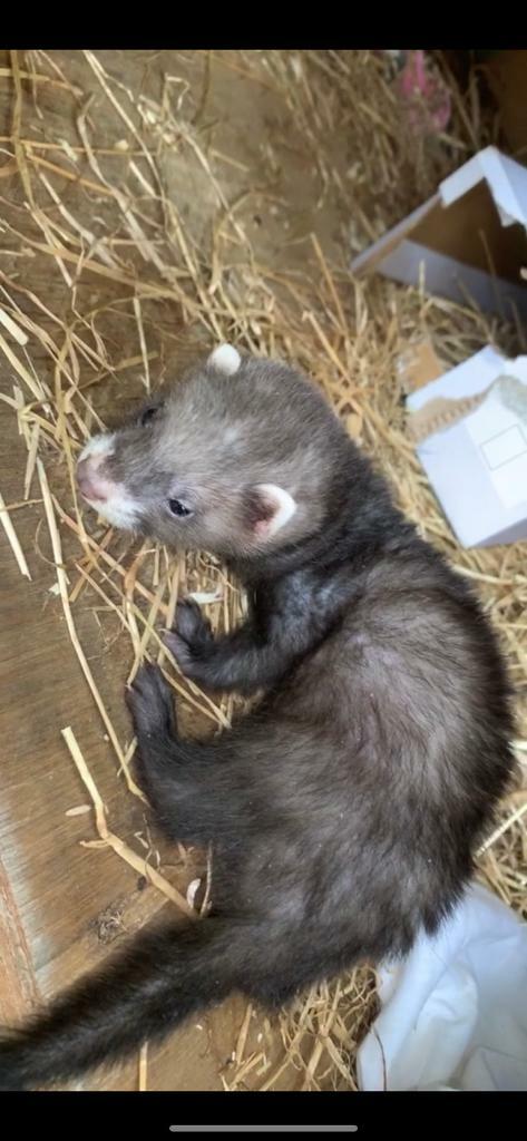 ferrets for sale north east